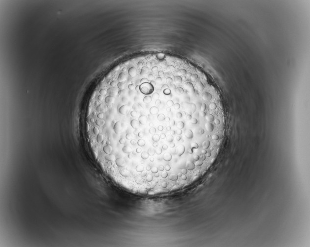 X0000088020346200706081446