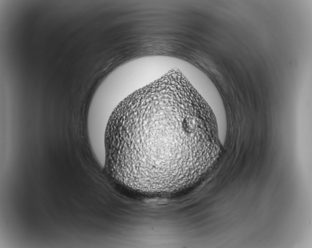 X0000088020362200706081446
