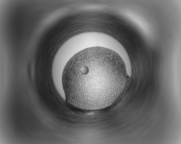 X0000088020382200706081446