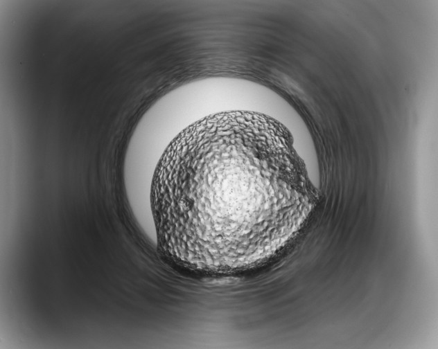 X0000088020452200706081444