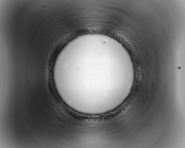 X0000088020733200706081441