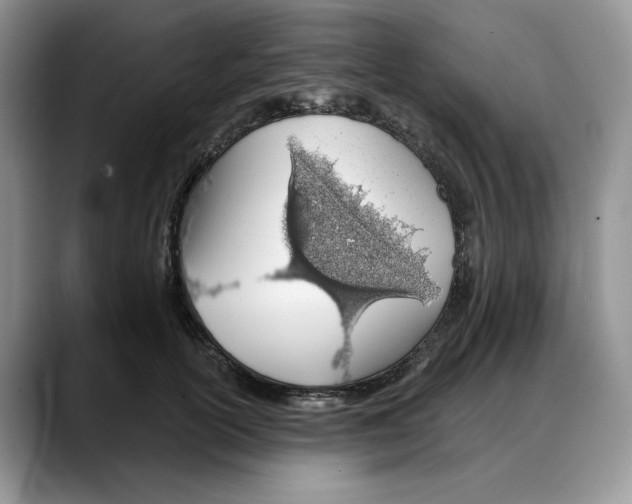 X0000088020754200706081441