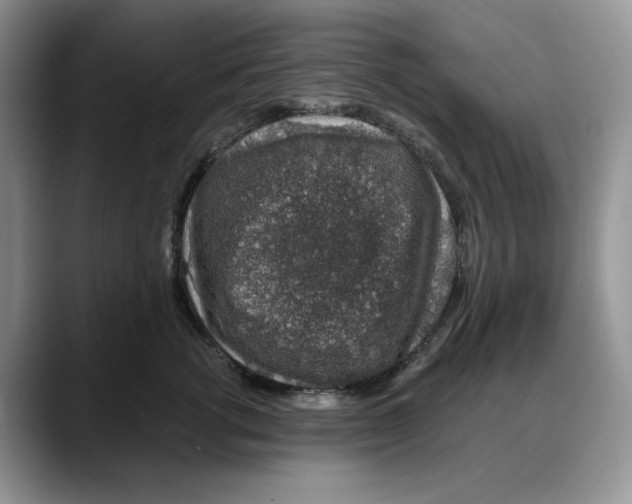 X0000088020762200706081441