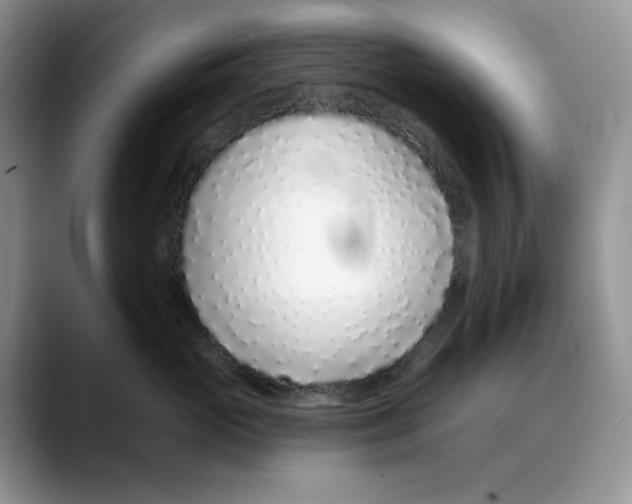 X0000088020765200706081441