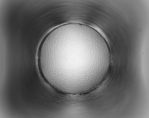 X0000088020955200706081439