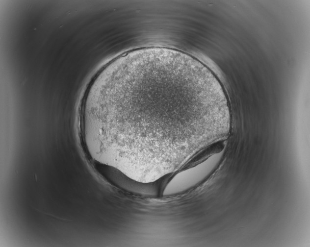 X0000088021144200706081436