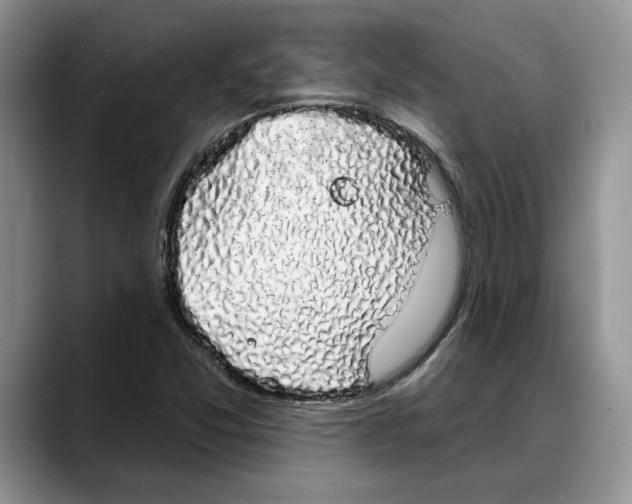 X0000088021357200706081433