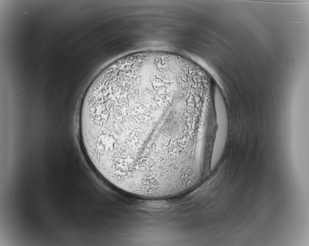 X0000088021383200706081432