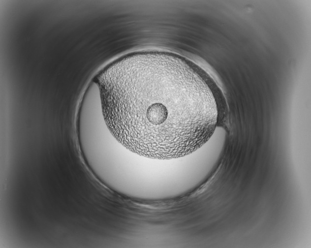 X0000088021388200706081432