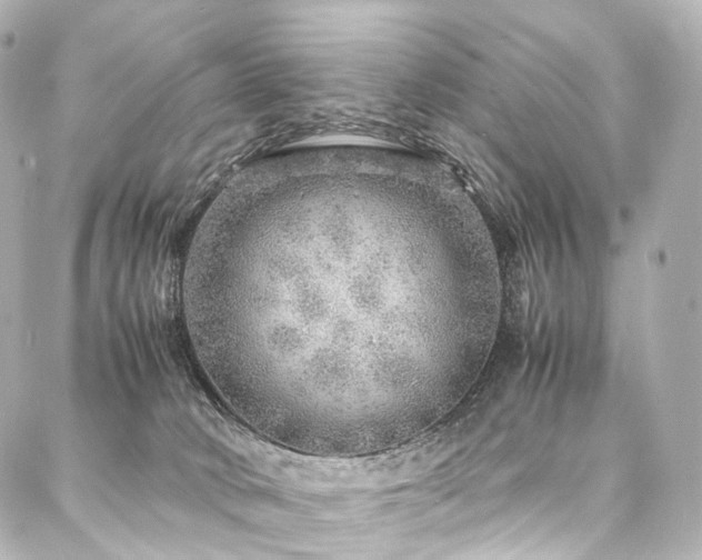 X0000088030034200705111207