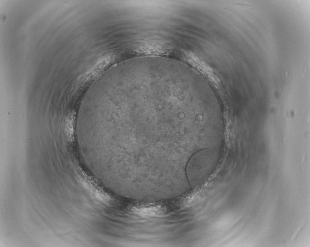 X0000088030065200705111206