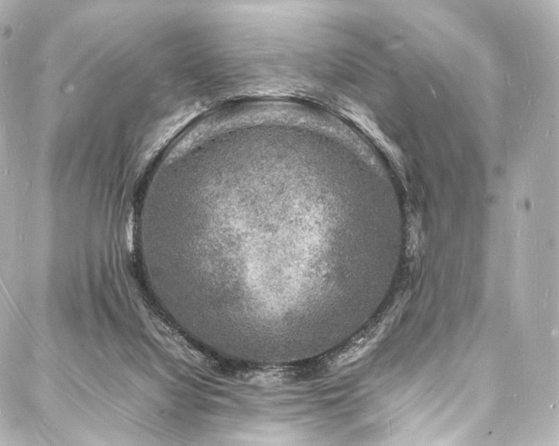 X0000088030068200705111206