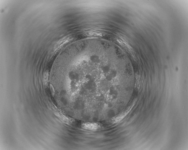 X0000088030189200705111205