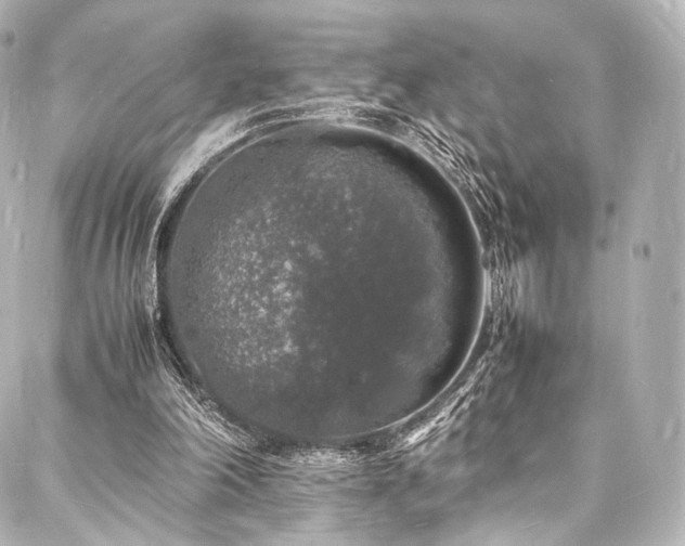 X0000088030198200705111204