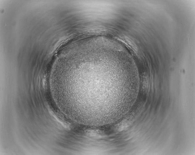 X0000088030408200705111201