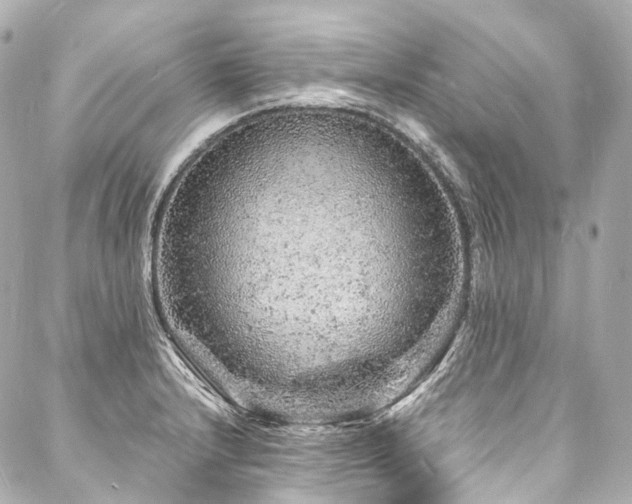 X0000088031232200705111147