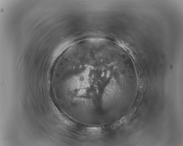 X0000088030053200705182035