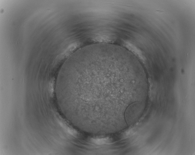 X0000088030065200705182036