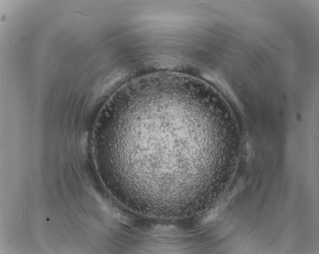 X0000088030066200705182036