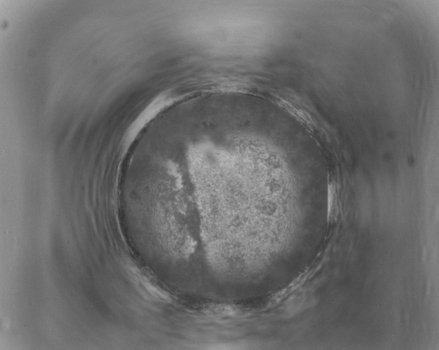 X0000088030195200705182034