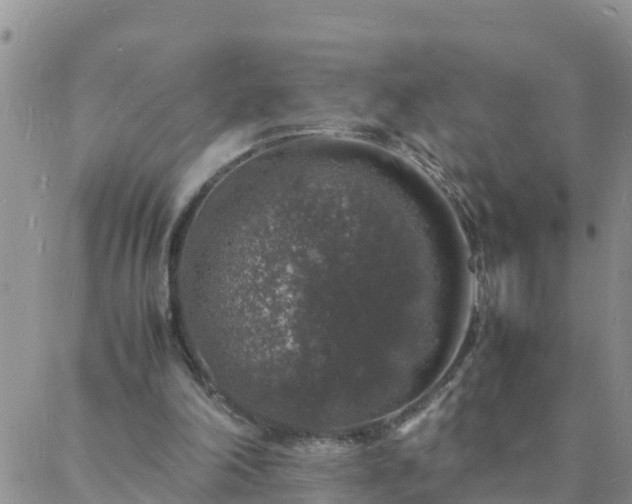 X0000088030198200705182034