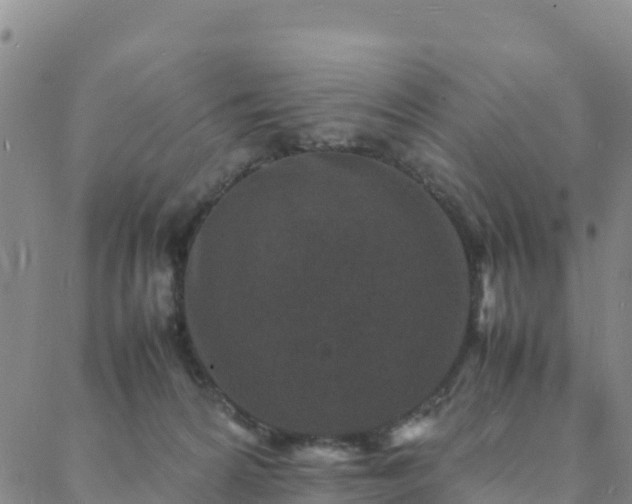 X0000088030224200705182033