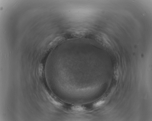 X0000088030231200705182033