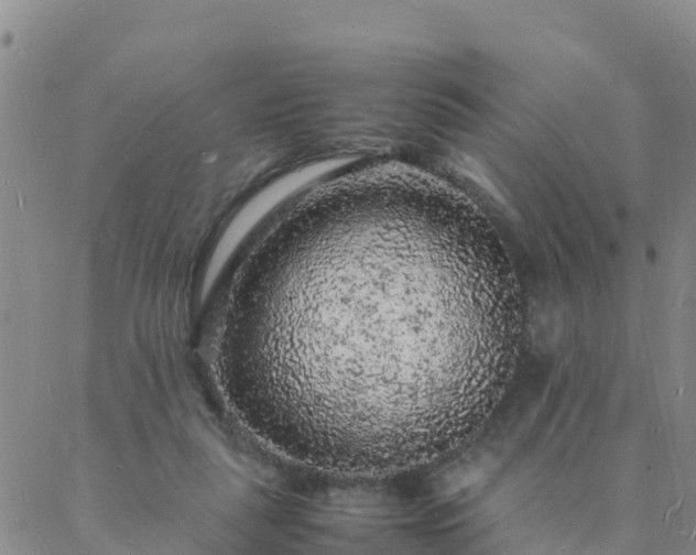 X0000088030259200705182033