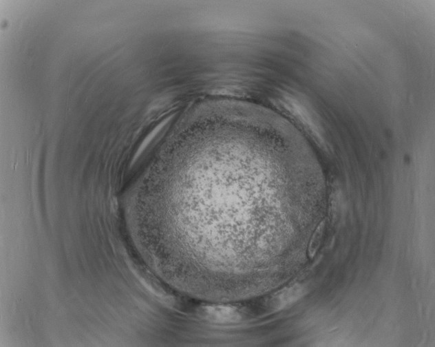 X0000088030265200705182033