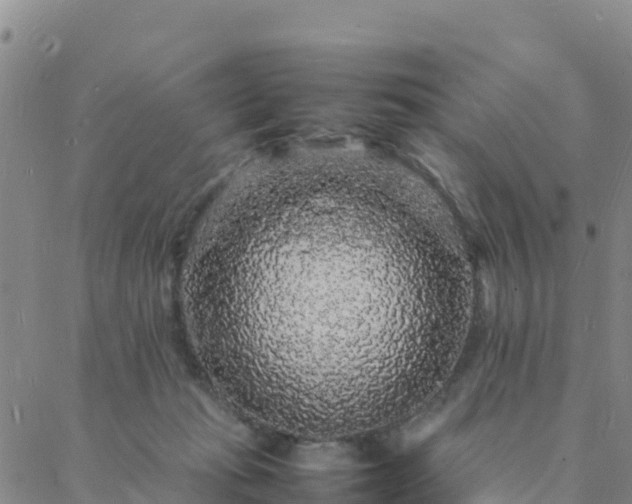 X0000088030269200705182033