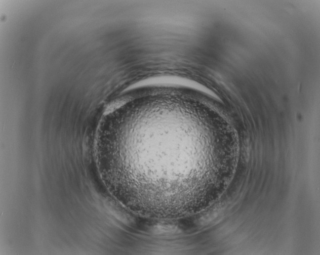 X0000088030270200705182033