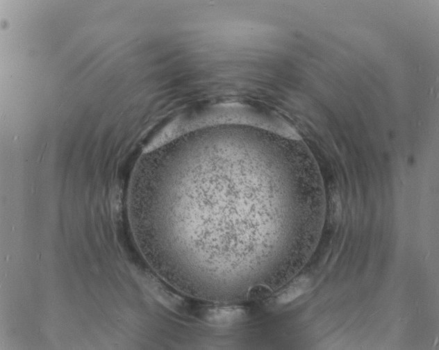 X0000088030274200705182033