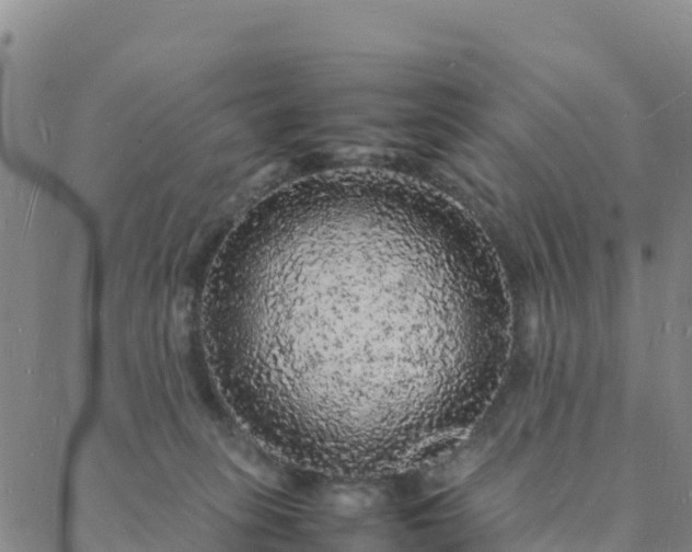 X0000088030275200705182033