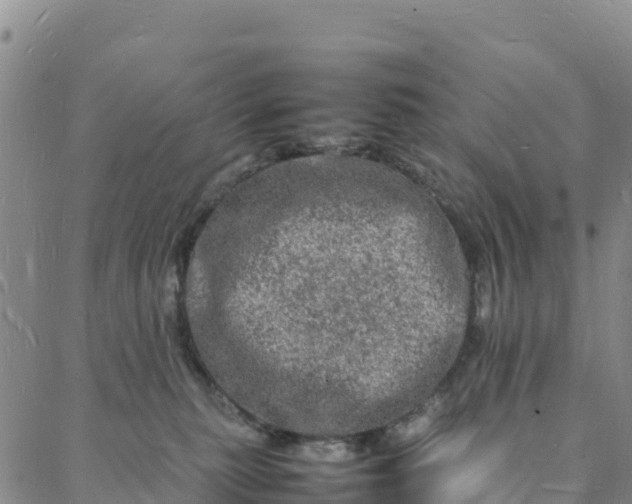 X0000088030279200705182033