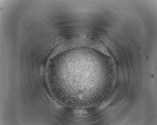 X0000088030281200705182033