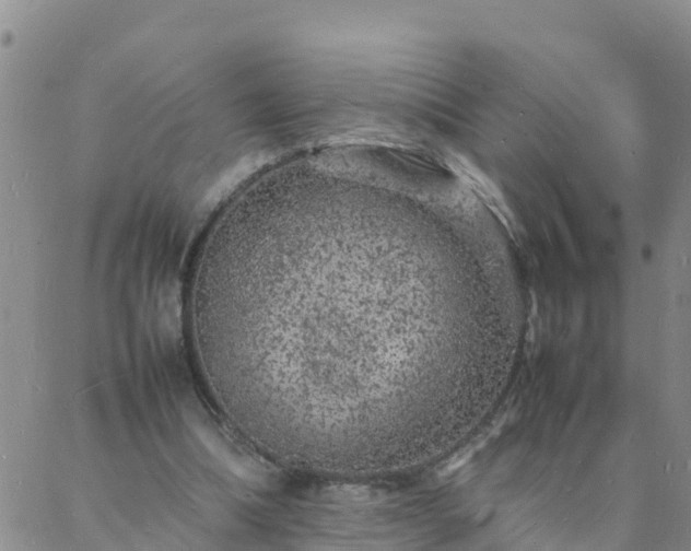 X0000088030298200705182032