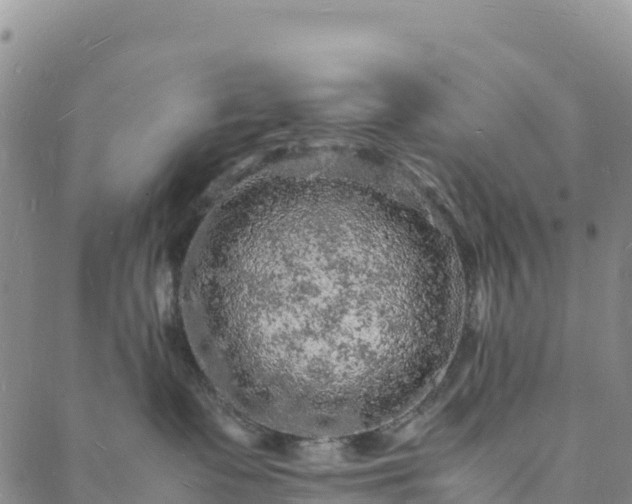 X0000088030335200705182031