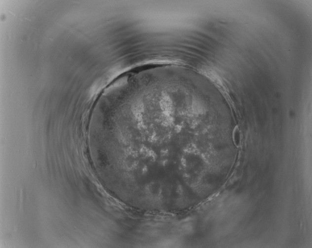 X0000088030337200705182031