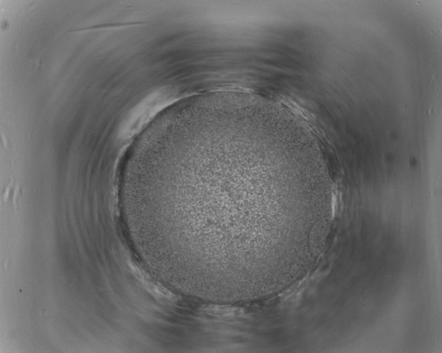 X0000088030339200705182031