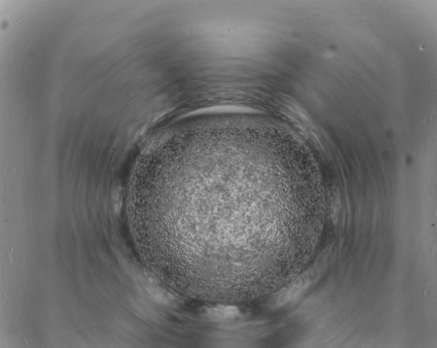 X0000088030374200705182031