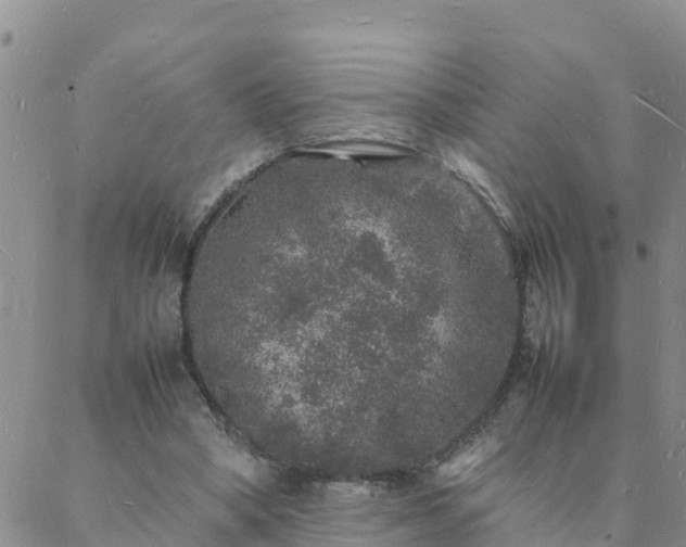 X0000088030394200705182031