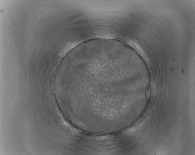 X0000088030433200705182029