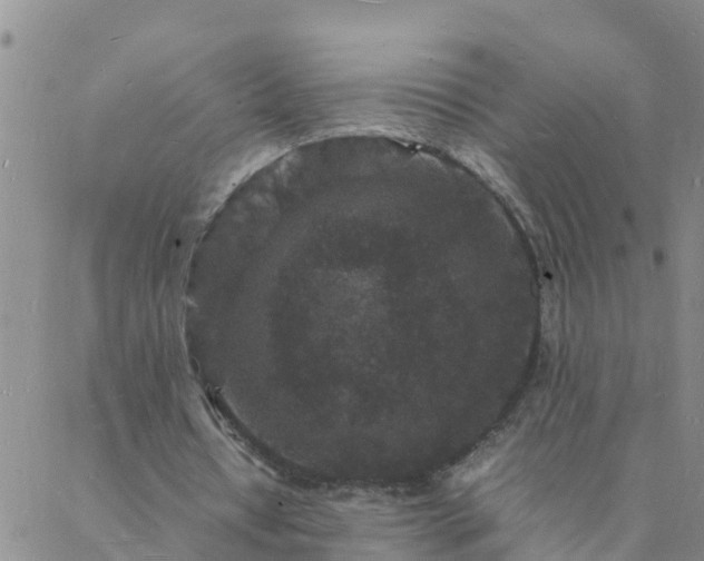 X0000088030434200705182029