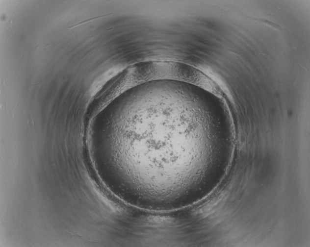 X0000088030437200705182029