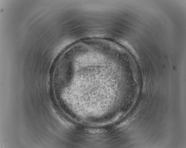 X0000088030439200705182029