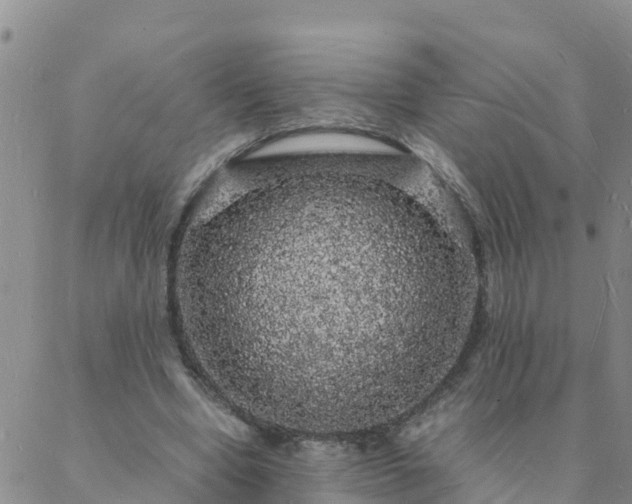 X0000088030442200705182029