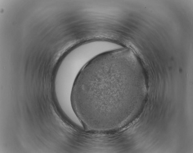 X0000088030444200705182029