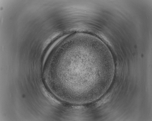 X0000088030446200705182029