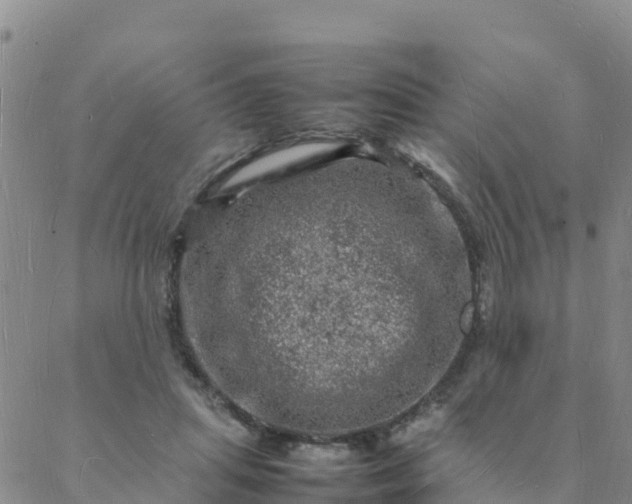 X0000088030455200705182029