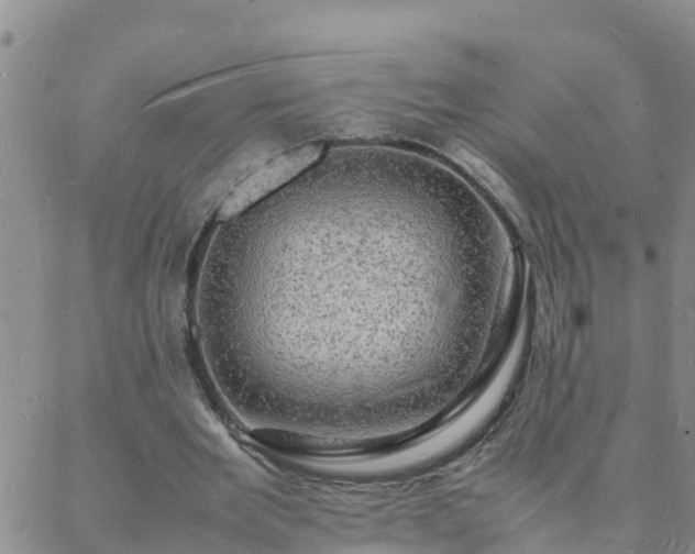 X0000088030485200705182029